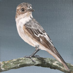 Graspieper acyl op canvas 20/20cm in zwarte baklijst € 150,-
