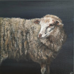 Schaap, acryl op canvas 20/20 cm € 150,- incl. baklijst