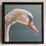 Zwaan acryl 30/30cm incl. baklijst € 375,-